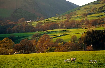 simsearch:862-03731182,k - Sheep grazing on the slopes of Blencathra, The Lake District, Cumbria, England Foto de stock - Con derechos protegidos, Código: 862-03731192