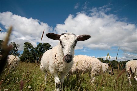 simsearch:862-03731192,k - Angleterre, région des lacs. Gros plan de moutons à Howbeck Lodge ferme dans les collines du Nord. Photographie de stock - Rights-Managed, Code: 862-03731238