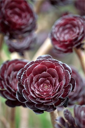 rosettes - England, Isles of Scilly, Tresco, Abbey Garden. Aeonium arboreum, a variety of subtropical succulent Stock Photo - Rights-Managed, Code: 862-03731267