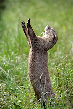 Centre de l'Angleterre, Cornwall, Tamar Otter & sauvages. Asiatique loutre griffes courtes mendier de la nourriture. Photographie de stock - Rights-Managed, Code: 862-03731262