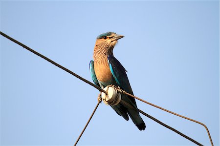 India, Madhya Pradesh, Satpura National Park. Indian roller perched on overhead cable. Stock Photo - Rights-Managed, Code: 862-03731367