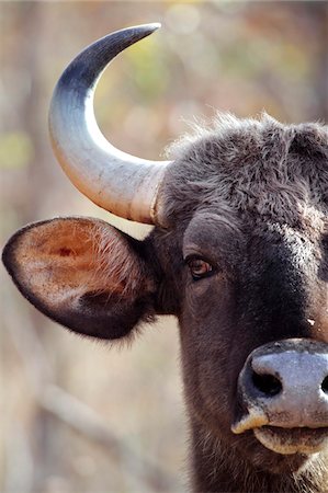 simsearch:862-03807550,k - Indien, Madhya Pradesh, Satpura Nationalpark. Eine neugierige Gaur oder wilden Bison direkt in die Kamera starrt. Stockbilder - Lizenzpflichtiges, Bildnummer: 862-03731360