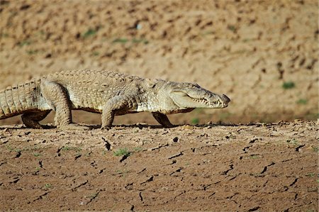 India, Madhya Pradesh, Satpura National Park. Mugger crocodile walking along mudbank. Stock Photo - Rights-Managed, Code: 862-03731363