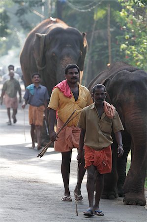 elephant asian kerala - Inde, Inde du Sud, Kerala. Les cornacs partent éléphants Kodanad sanctuaire des éléphants pour leur bain quotidien dans la rivière. Photographie de stock - Rights-Managed, Code: 862-03731378