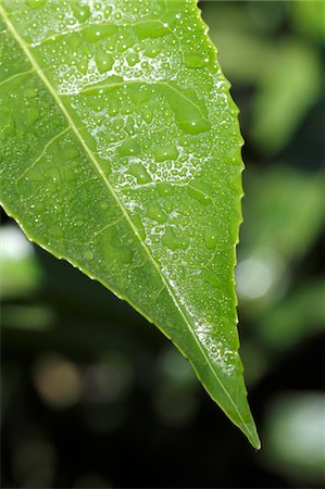 India, South India, Kerala. Close-up of a tea leaf in a plantation near Munnar. Stock Photo - Rights-Managed, Code: 862-03731373