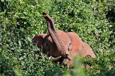 Kenya, un éléphant renifle l'air pour le parfum d'un intrus dans le règne animal du Parc National Aberdare. Photographie de stock - Rights-Managed, Code: 862-03731449