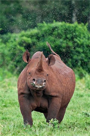 rhinocéros noir - Kenya, un femelle rhinocéros noir entouré d'une nuée de mouches dans le Parc National d'Aberdare. Photographie de stock - Rights-Managed, Code: 862-03731456