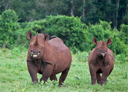 simsearch:862-03731449,k - Au Kenya, un rhinocéros noir femelle et son baleineau bien cultivé dans le Parc National d'Aberdare. Photographie de stock - Rights-Managed, Code: 862-03731457