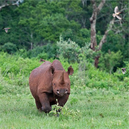 simsearch:862-03366720,k - Kenya, A female black rhino charges menacingly as red-billed Oxpeckers and flies scatter. Stock Photo - Rights-Managed, Code: 862-03731459