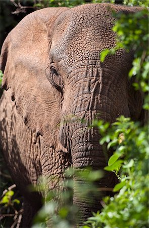 simsearch:862-03731457,k - Kenya, An old elephant with one tusk feeds in the thick forest of the Aberdare National Park. Foto de stock - Con derechos protegidos, Código: 862-03731450