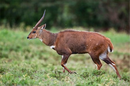 Kenya, A male bushbuck the Aberdare National Park. Stock Photo - Rights-Managed, Code: 862-03731452