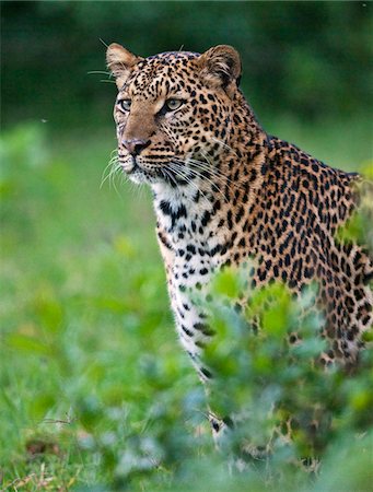 simsearch:862-03731457,k - Kenya, A fine female leopard the Aberdare National Park. Foto de stock - Con derechos protegidos, Código: 862-03731453