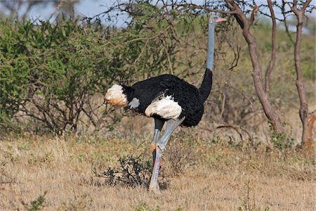 simsearch:862-03437338,k - Kenya, A male Somali ostrich in Samburu National Game Reserve of Northern Kenya. Foto de stock - Con derechos protegidos, Código: 862-03731477