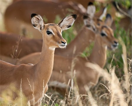 simsearch:862-03731455,k - Kenya, A herd of female impalas in Samburu National Game Reserve of Northern Kenya. Foto de stock - Con derechos protegidos, Código: 862-03731478