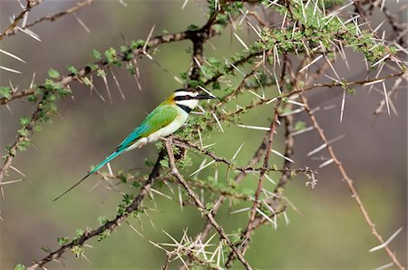 simsearch:862-05998435,k - Kenya, A White-throated Bee-eater in Samburu National Game Reserve of Northern Kenya. A migrant from the Sahara. Stock Photo - Rights-Managed, Code: 862-03731485