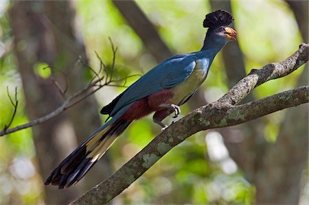 pájaro africano - Kenya, A Great Blue Turaco in the Kakamega Forest. This endemic African bird is the largest and most spectacular of all the turacos. Foto de stock - Con derechos protegidos, Código: 862-03731495