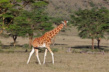 Kenya, A Rothschild giraffe in the Lake Nakuru National Park. Foto de stock - Con derechos protegidos, Código: 862-03731497