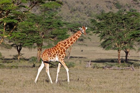 Kenya, A Rothschild giraffe in the Lake Nakuru National Park. Stock Photo - Rights-Managed, Code: 862-03731497