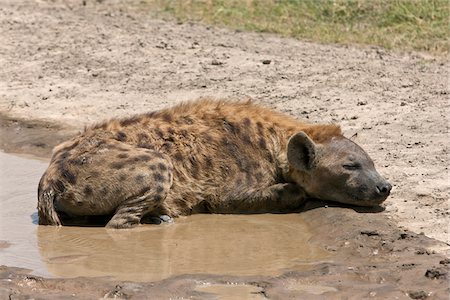 simsearch:862-03366929,k - Au Kenya, une hyène tachetée dort à côté d'une flaque d'eau de pluie dans le Parc National du lac Nakuru. Photographie de stock - Rights-Managed, Code: 862-03731498