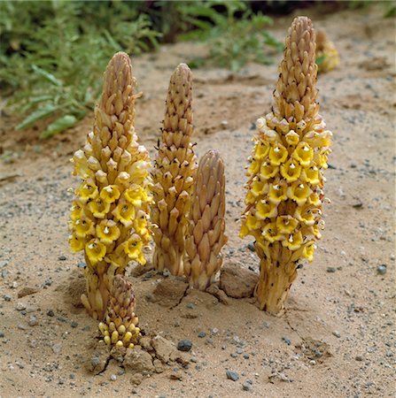 Kenya, Cistanche tubulosa, une fleur parasite attrayante, un peu comme une Hyacinthe. Commun dans les pays de basse altitude, sèches bush. Photographie de stock - Rights-Managed, Code: 862-03731506