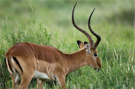 Kenya, Laikipia, Lewa Downs. Impala mâle. Photographie de stock - Rights-Managed, Code: 862-03731564