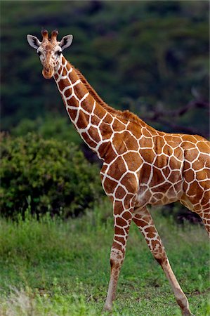 Kenya, Laikipia, Lewa Downs. Girafe réticulée reconnaissable à ses marques polygonales prononcées. Photographie de stock - Rights-Managed, Code: 862-03731567
