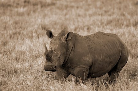 simsearch:862-03731593,k - Kenya, Laikipia, Lewa Downs.  A lone White rhinoceros. Stock Photo - Rights-Managed, Code: 862-03731563