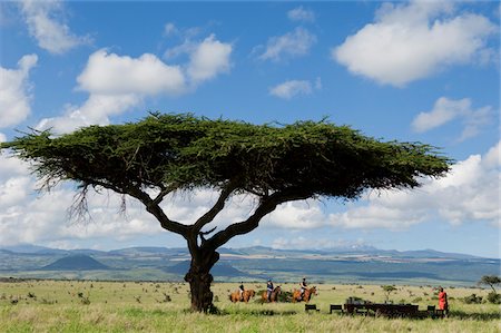 safari a animals - Kenya, Laikipia, Lewa Downs. A group on a horse riding safari approach their bush breakfast under an acacia. Stock Photo - Rights-Managed, Code: 862-03731575