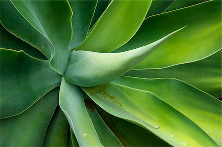 simsearch:862-03731595,k - Kenya, Laikipia, Lewa Downs.  Green succulent plant in the garden at Wilderness Trails safari lodge. Foto de stock - Con derechos protegidos, Código: 862-03731570