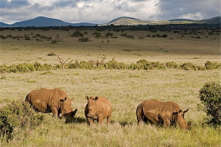 Kenya, Laikipia, Lewa Downs.  A group  of white rhinoceros feed together. Stock Photo - Rights-Managed, Code: 862-03731594