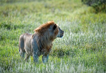 simsearch:862-03731593,k - Kenya, Laikipia, Lewa Downs.  A male lion. Stock Photo - Rights-Managed, Code: 862-03731597