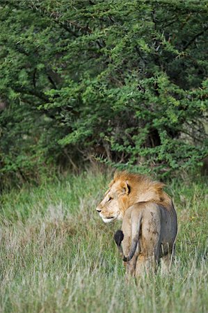 simsearch:862-03731595,k - Kenya, Laikipia, Lewa Downs.  A male lion. Foto de stock - Con derechos protegidos, Código: 862-03731598