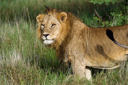 simsearch:862-03731563,k - Kenya, Laikipia, Lewa Downs.  A male lion. Foto de stock - Con derechos protegidos, Código: 862-03731599
