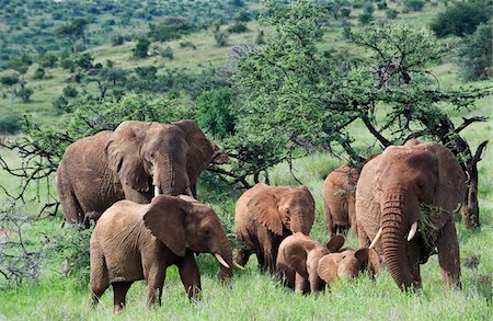 Kenya, Laikipia, Lewa Downs.  A family group of elephants feed together. Stock Photo - Rights-Managed, Code: 862-03731591