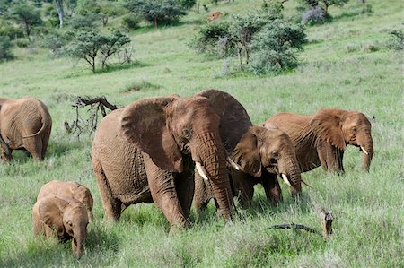 Kenya, Laikipia, Lewa Downs.  A family group of elephants feed together. Stock Photo - Rights-Managed, Code: 862-03731592