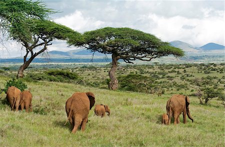 simsearch:862-03731563,k - Kenya, Laikipia, Lewa Downs.  A family group of elephants feed together. Foto de stock - Con derechos protegidos, Código: 862-03731593