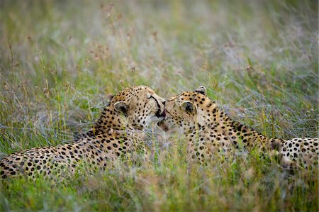 simsearch:862-03731563,k - Kenya, Laikipia, Lewa Downs.  A pair of cheetah groom each other. Foto de stock - Con derechos protegidos, Código: 862-03731604