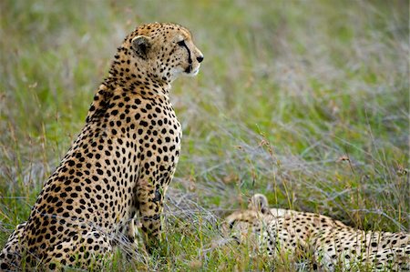simsearch:862-03731563,k - Kenya, Laikipia, Lewa Downs.  A cheetah watches over its sleeping sibling. Foto de stock - Con derechos protegidos, Código: 862-03731605