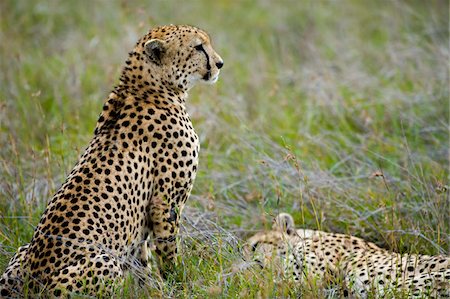 simsearch:862-03731675,k - Kenya, Laikipia, Lewa Downs. Un guépard veille sur son frère endormi. Photographie de stock - Rights-Managed, Code: 862-03731605