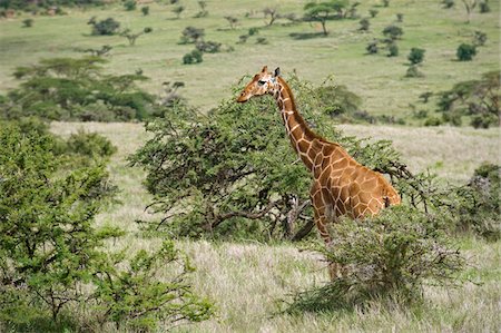 Kenya, Laikipia, Lewa Downs. Girafe de Somalie Photographie de stock - Rights-Managed, Code: 862-03731606