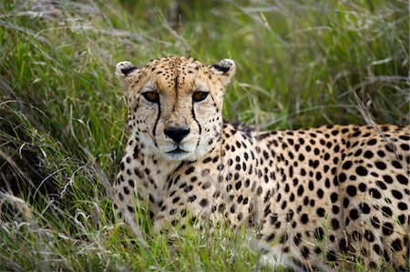 simsearch:862-03731563,k - Kenya, Laikipia, Lewa Downs. Cheetah. Foto de stock - Con derechos protegidos, Código: 862-03731601