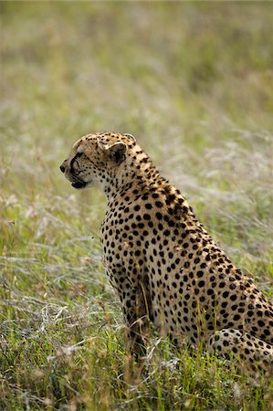 simsearch:862-03731563,k - Kenya, Laikipia, Lewa Downs.  Cheetah. Foto de stock - Con derechos protegidos, Código: 862-03731602