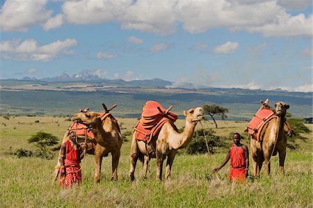 Kenya, Laikipia, Lewa Downs.  A break during a camel trek whilst on safari at Lewa Downs. Stock Photo - Rights-Managed, Code: 862-03731619