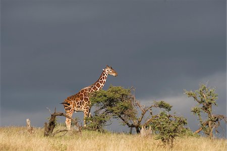 Kenya, Laikipia, Lewa Downs. Une girafe réticulée contre un ciel orageux. Photographie de stock - Rights-Managed, Code: 862-03731612