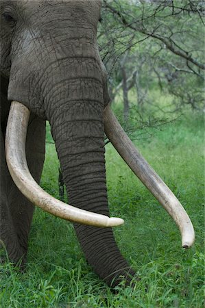 Kenya, Chyulu Hills, Ol Donyo Wuas.  A bull elephant with massive tusks browses in the bush. Foto de stock - Con derechos protegidos, Código: 862-03731640
