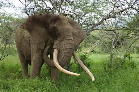 Au Kenya, les collines de Chyulu, Ol Donyo aue. Un éléphant mâle avec défenses massives navigue dans la brousse. Photographie de stock - Rights-Managed, Code: 862-03731641