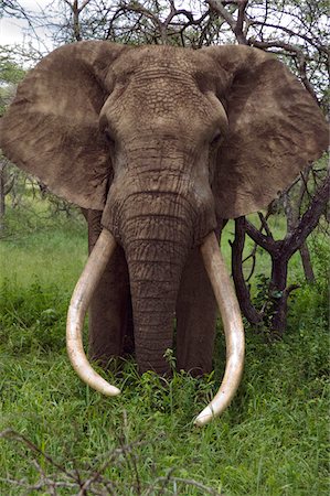 Au Kenya, les collines de Chyulu, Ol Donyo aue. Un éléphant mâle avec défenses massives navigue dans la brousse. Photographie de stock - Rights-Managed, Code: 862-03731642