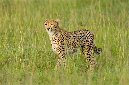 Kenya, Masai Mara.  A female cheetah looks out over the savannah. Fotografie stock - Rights-Managed, Codice: 862-03731674