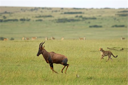 damaliscus korrigum - Kenya, Masai Mara.  A female cheetah hunts a topi in the short grass plains. Stock Photo - Rights-Managed, Code: 862-03731678