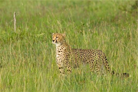 simsearch:862-03731599,k - Kenya, Masai Mara.  A female cheetah looks out over the savannah. Foto de stock - Con derechos protegidos, Código: 862-03731673